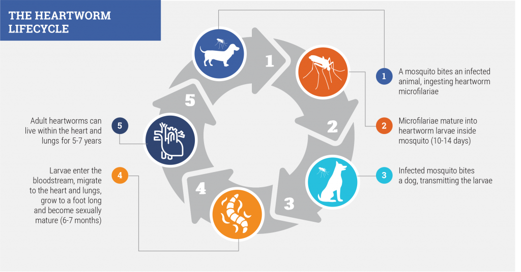 Heartworm Lifecycle image