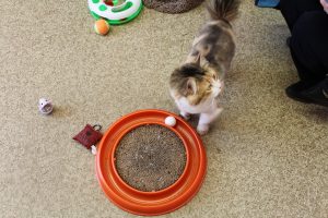 Cat in playroom