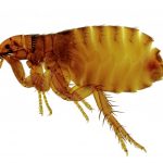 Cat Flea