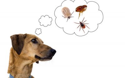 Help Your Pets Avoid Fleas and Ticks