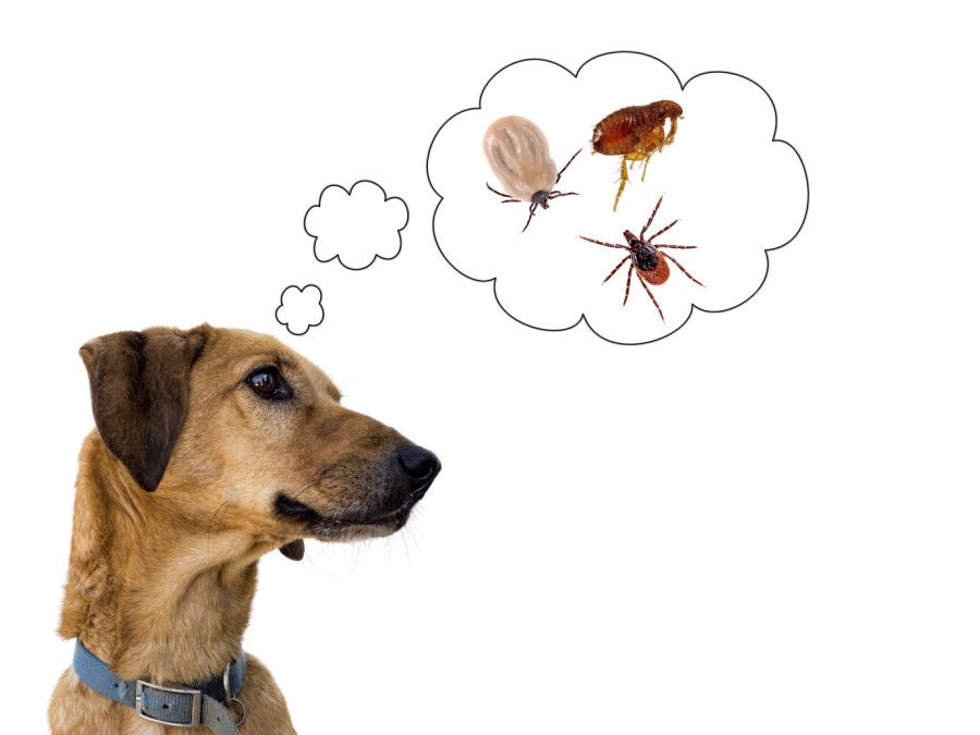 Help Your Pets Avoid Fleas and Ticks