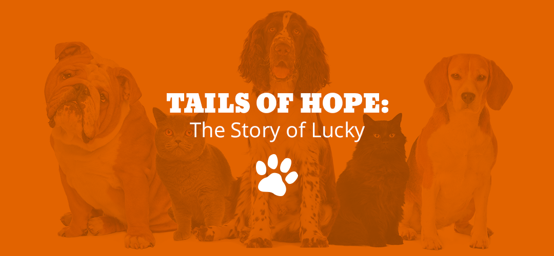 Tails of Hope: The Story of Lucky