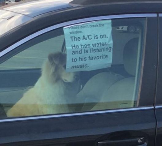 air conditioned dog