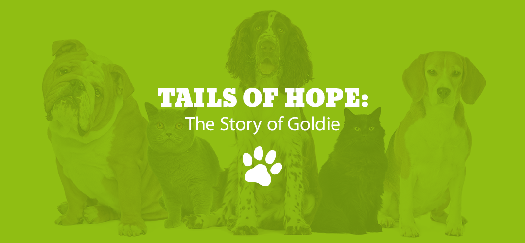 Tails of Hope: The Story of Goldie