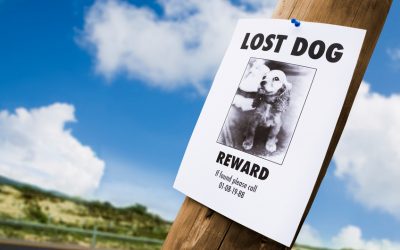 What Do You Do If Your Pet Is Lost?