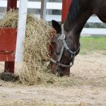 horse eating