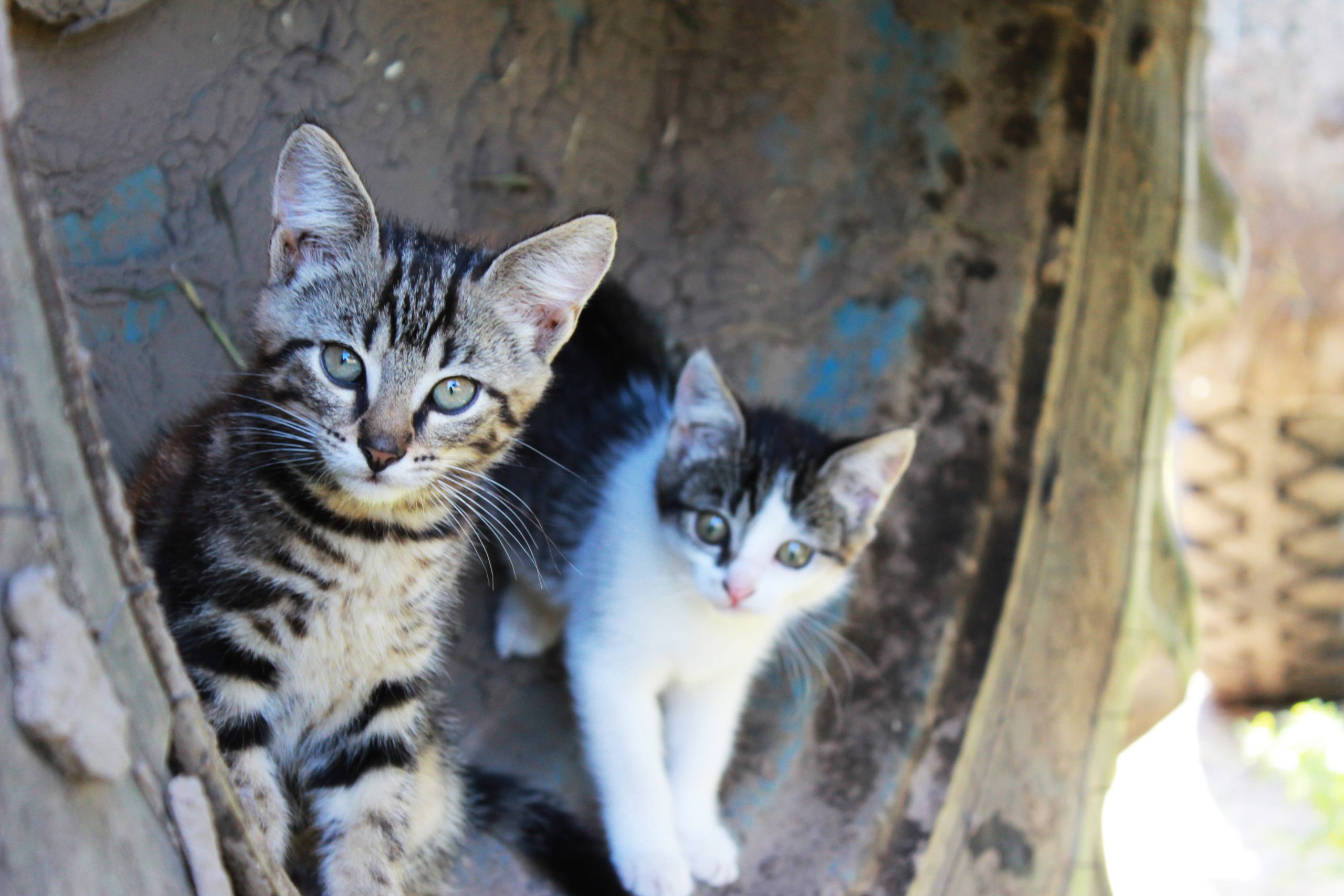 Homeless Kittens Outdoors Feral Kittens that could use your help with TNR training