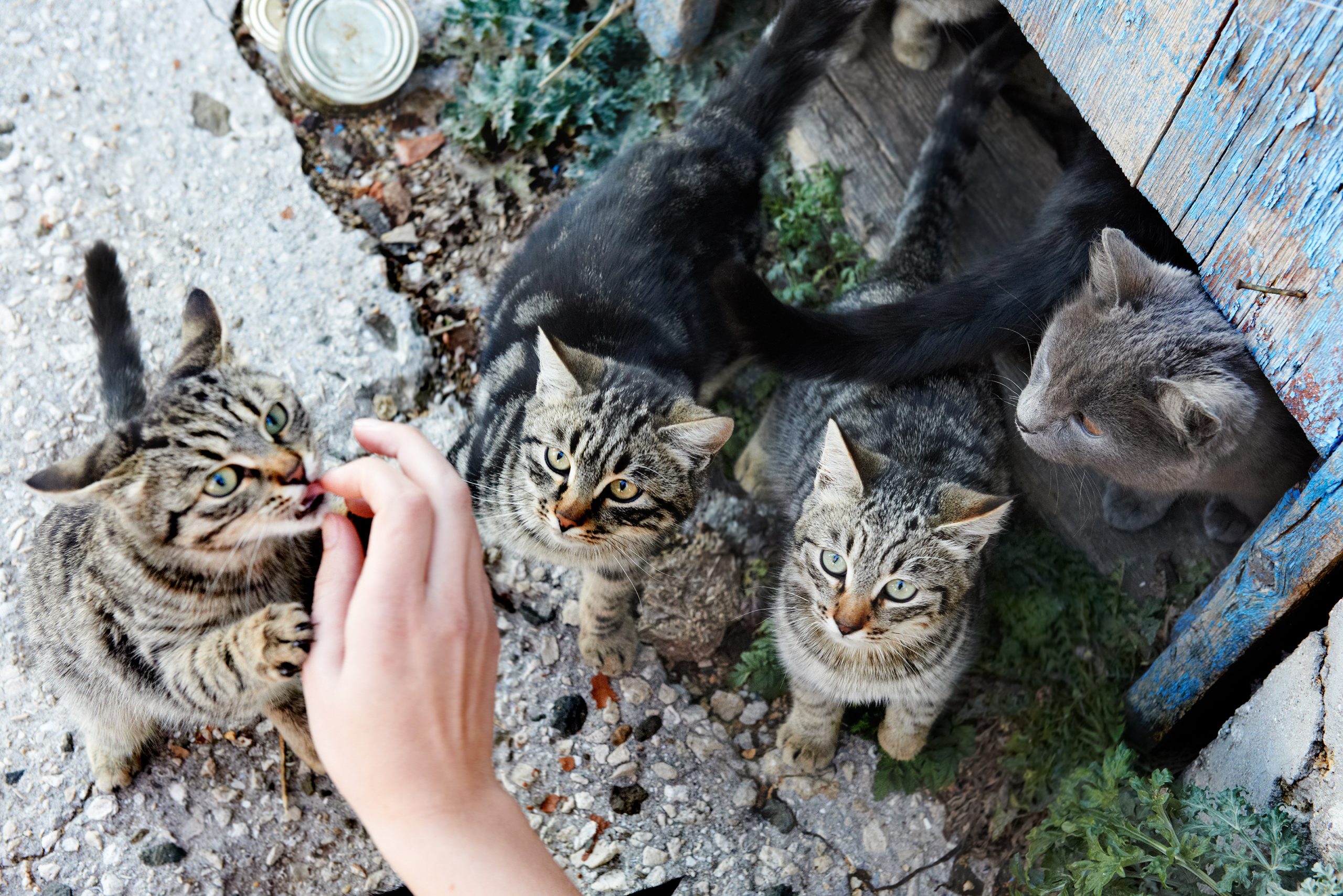 group of cats