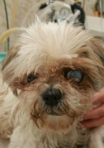 Pookie pictured with her left eye suffering from glaucoma