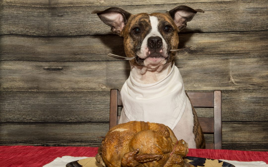 What Can Your Pet Eat This Thanksgiving?