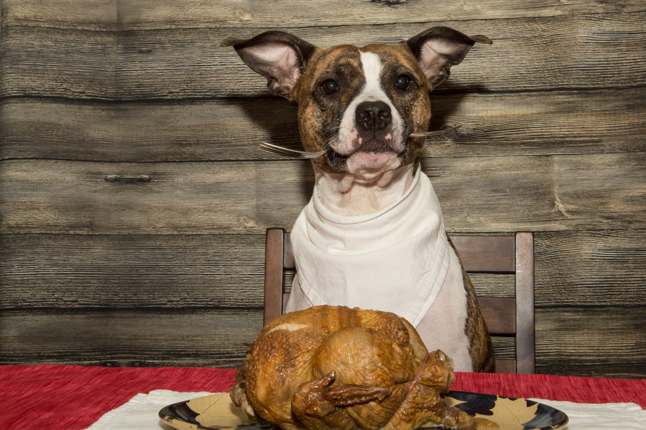 dog eating dinner