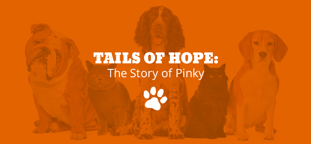 Tails of Hope: The Story of Pinky