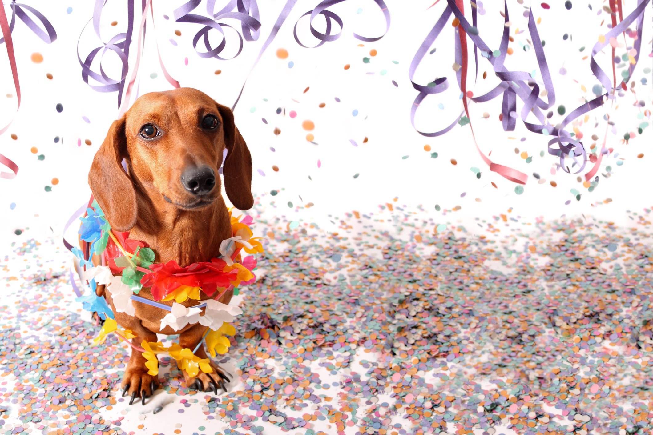 dog in confetti