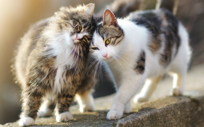 Adopting a Cat at the Humane Society of Macomb