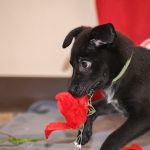 A puppy playing with fake rose petals.