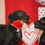 Two puppies fighting over a rose.