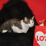a cat next to a valentines day bag