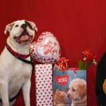 a dog posing next to valentines day bags