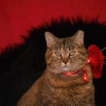 A cat with a valentines day collar on