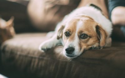 Why Pets Are Afraid of Thunderstorms