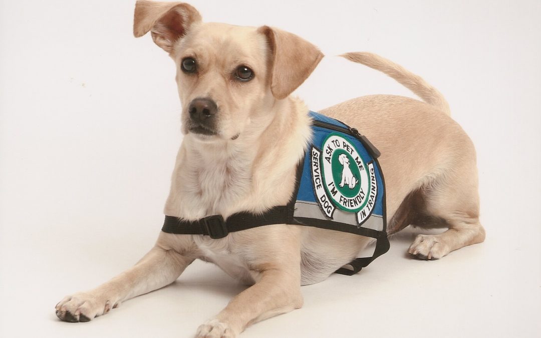 The Difference Between Therapy Pets and Service Animals