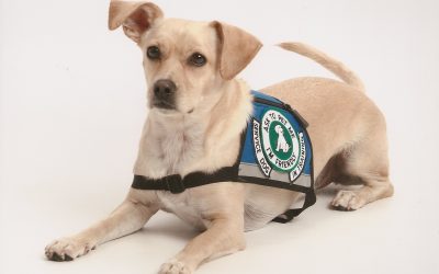 Therapy Pets and Service Animals: What is the Difference?