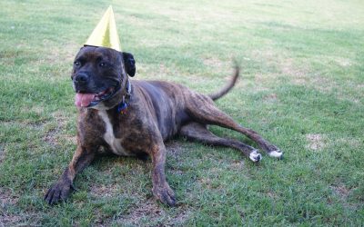 Celebrating Your Pet’s Birthday or Gotcha Day