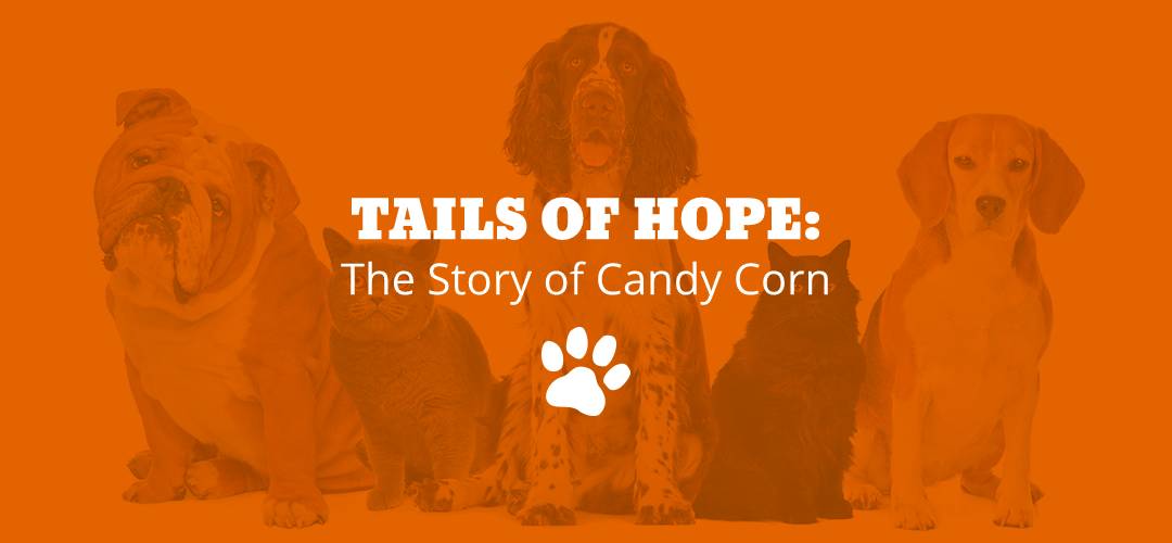 Tails of Hope: The Story of Candy Corn
