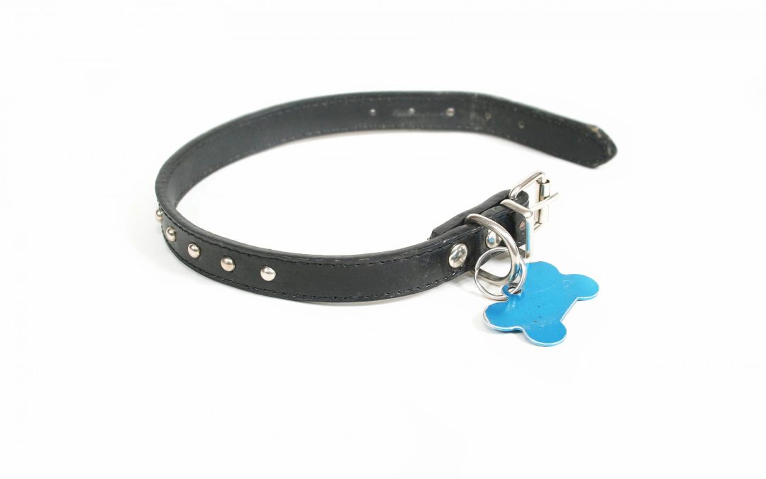 Tips to Give Your Pet the Perfect Name