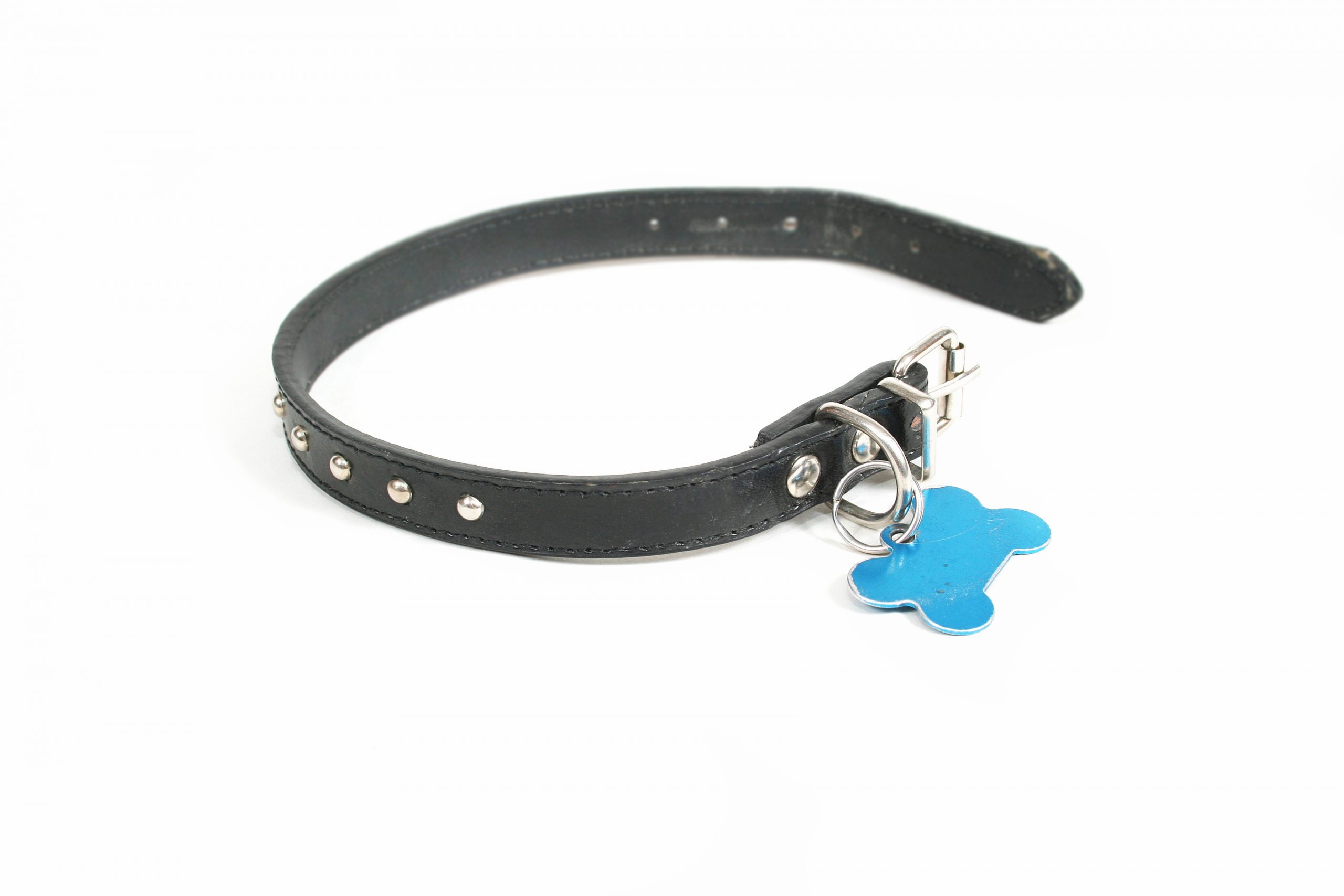 dog collar