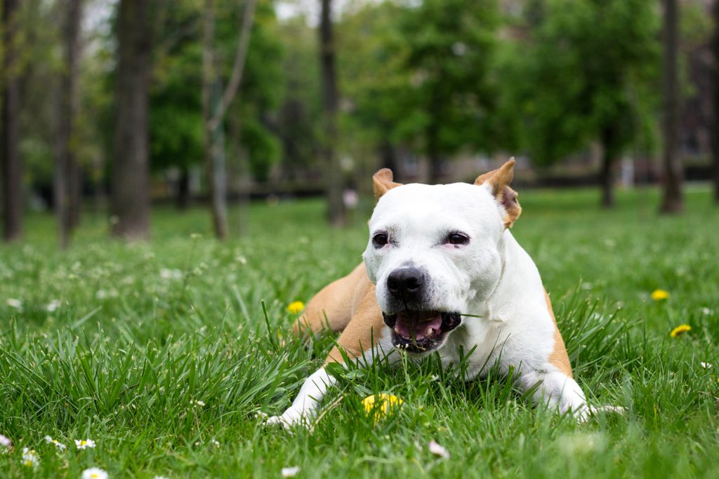 Why Are Dogs Obsessed with Eating Grass? Reason 3 May Surprise You | Humane Society of Macomb