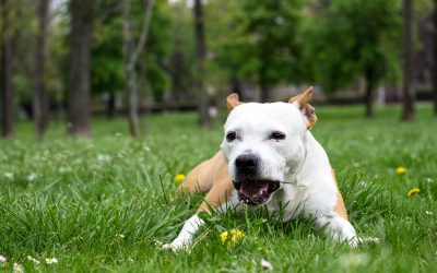 Why Are Dogs Obsessed with Eating Grass? Reason 3 May Surprise You