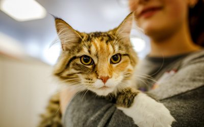 What We Wish Everyone Knew About Our Pet Adoptions