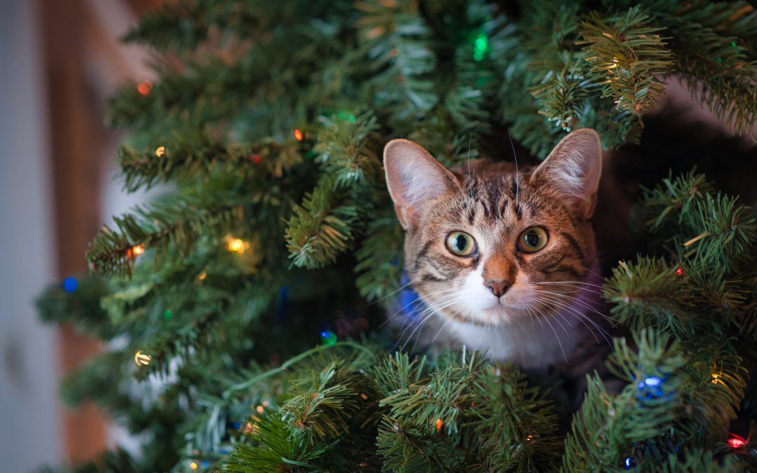 Keep Your Cats Safe and Healthy this Holiday Season