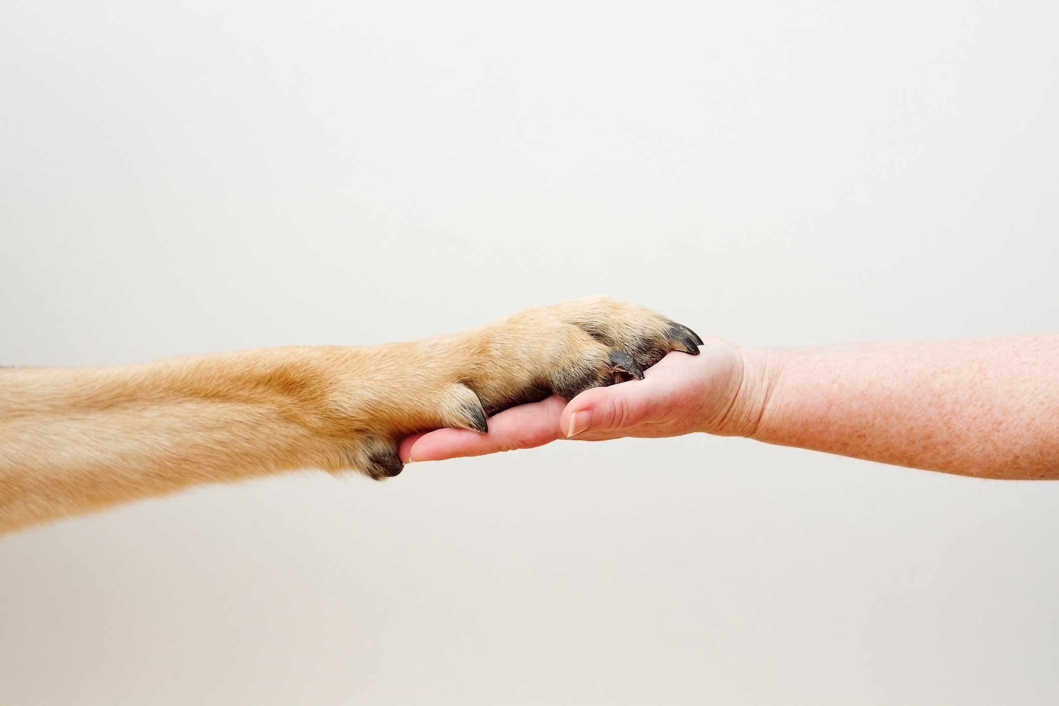 dog paw and human hand touching