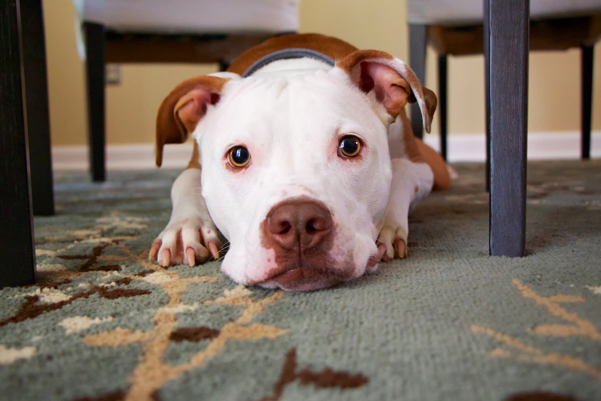 white and brown pitbull with separation anxiety laying on carpet