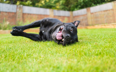 Meet Our June Humane Hero of the Month: Shelley Lawrence