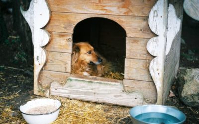 The Ultimate Guide to Dog House Repair