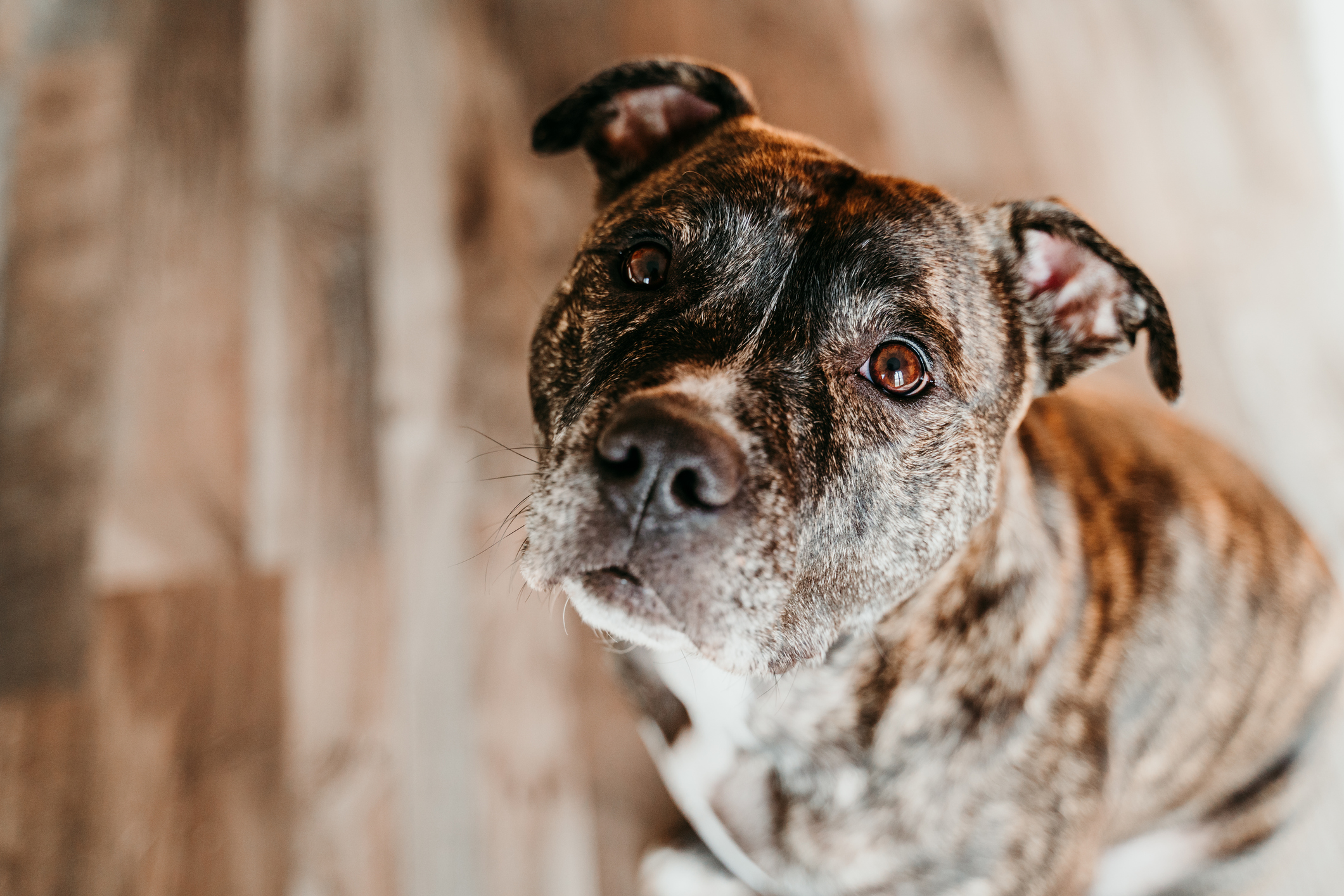 portrait of brown pitbull dog symbolizing animal shelter non-profit day