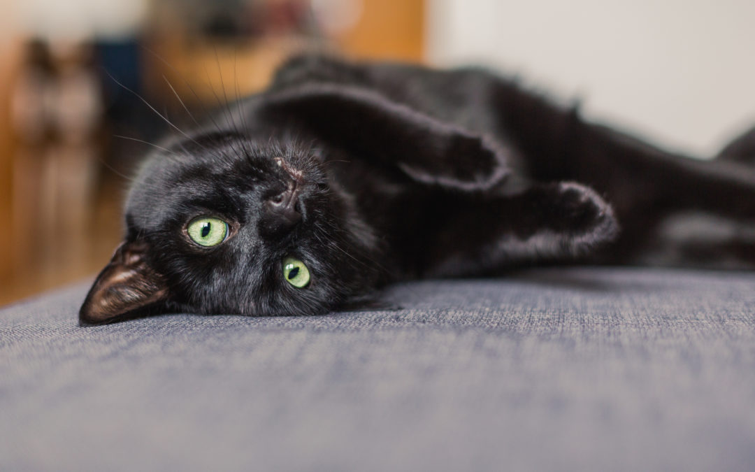 3 Great Things About Black Cats That You Probably Didn’t Know