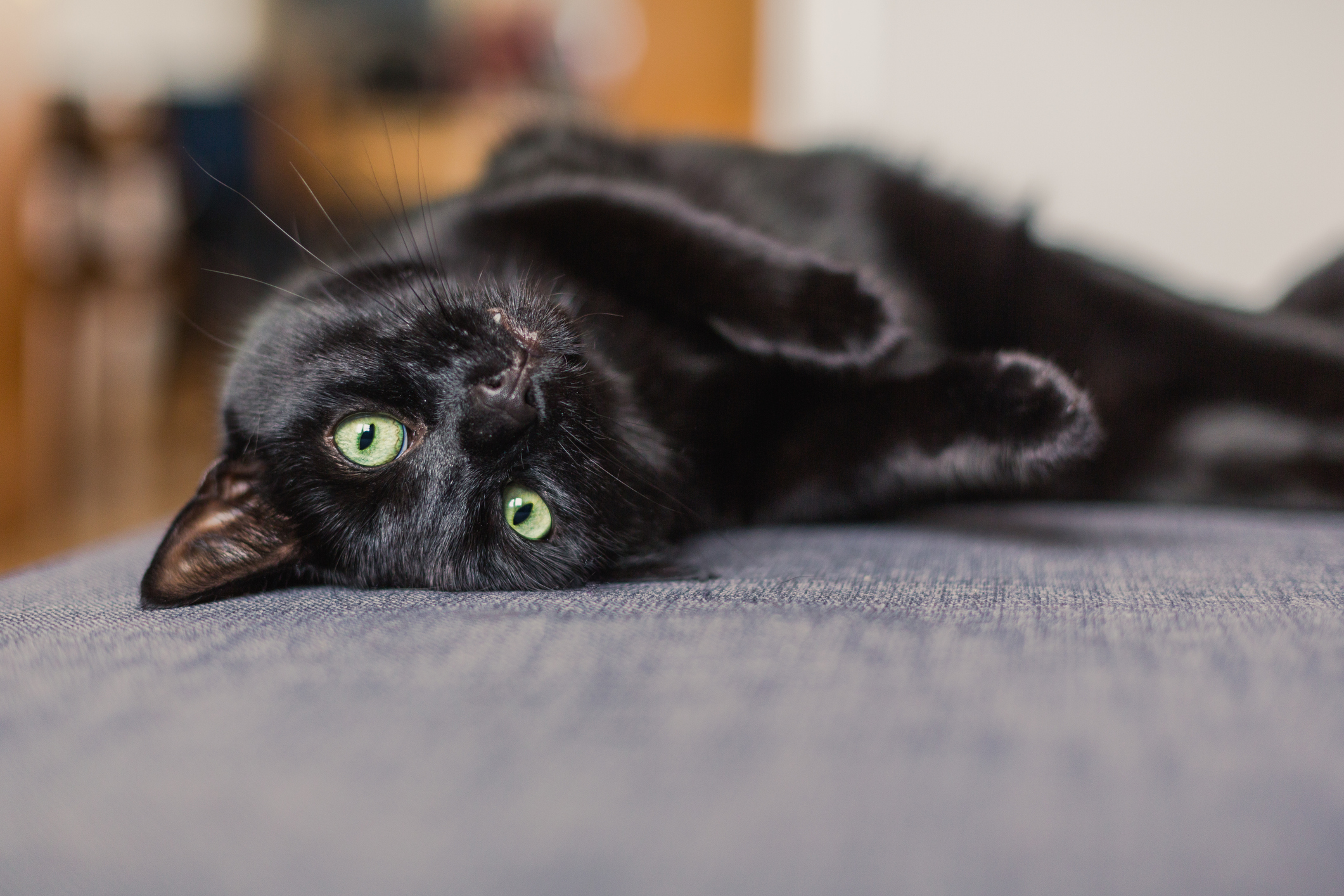 Black Cat laying on gray sofa looking up at camera