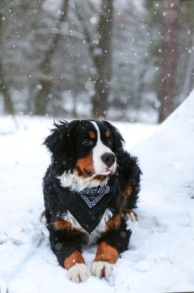 black white and brown dog laying in snow during the winter