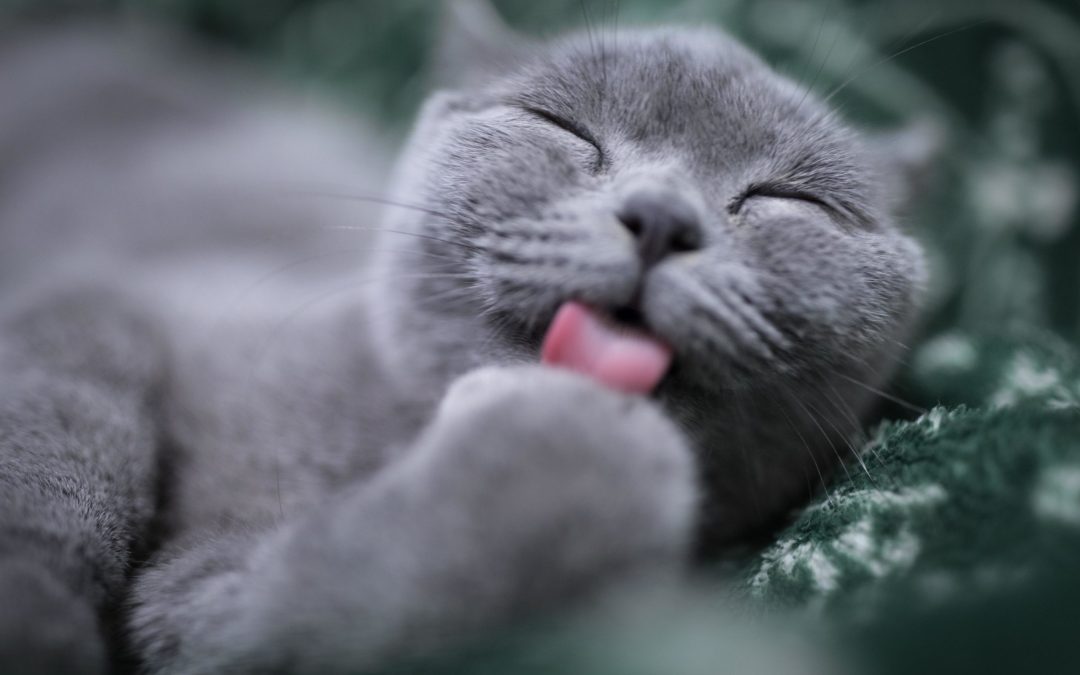 September is Happy Cat Month: Ways to Make Your Cat Happy