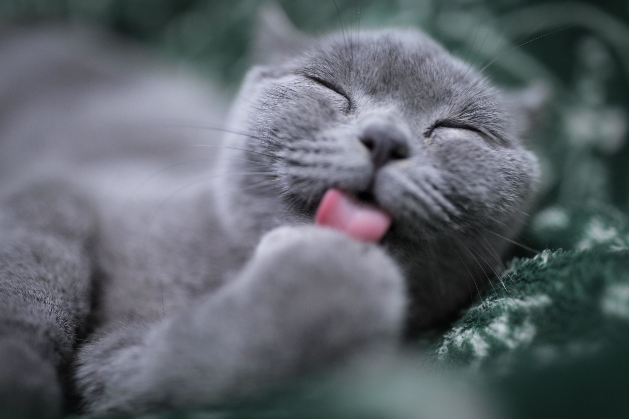 gray happy cat laying down licking its paw