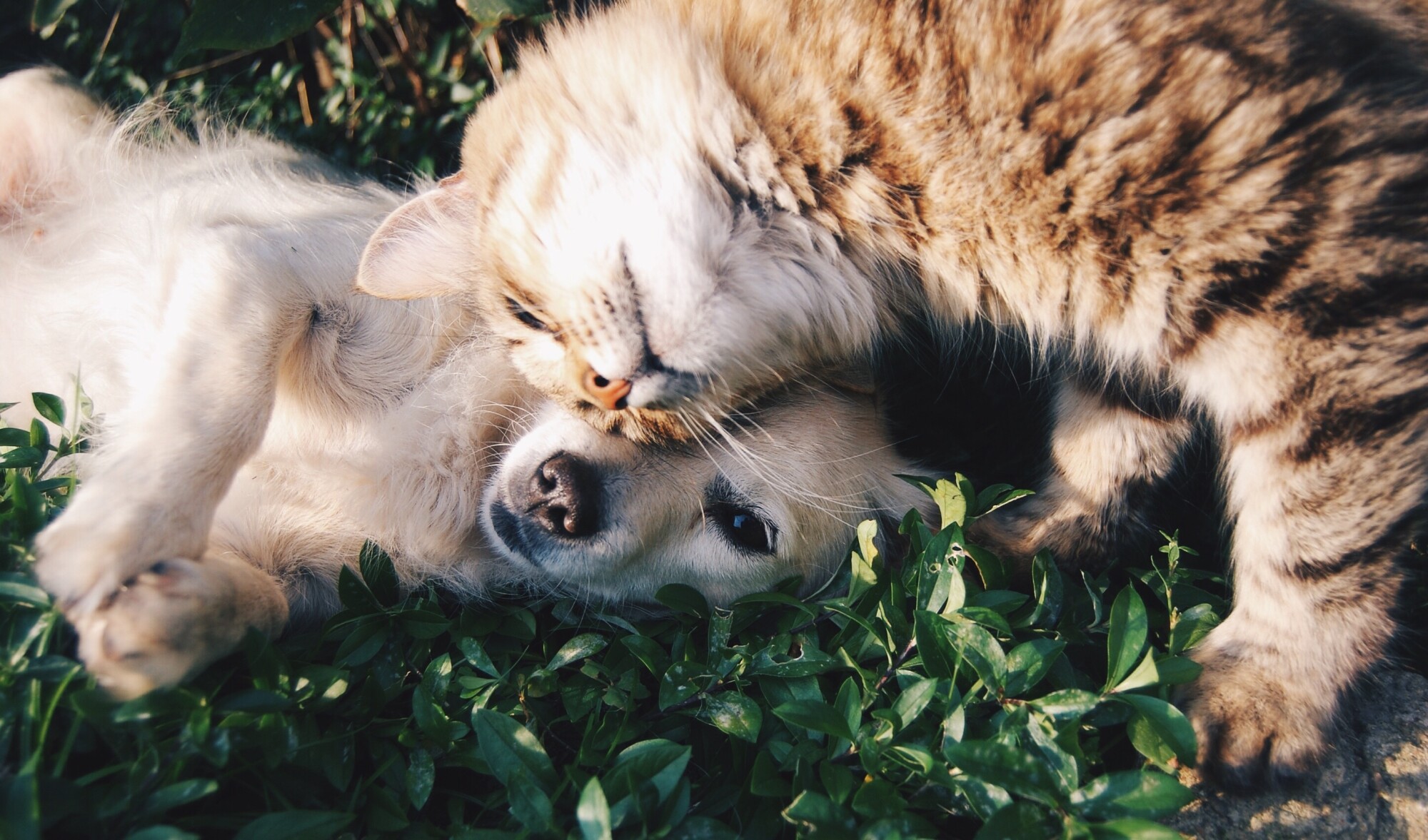 two pets laying together in the grass