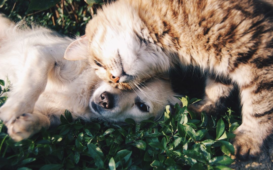 Giving Thanks: 5 Reasons to Be Grateful For Our Pets