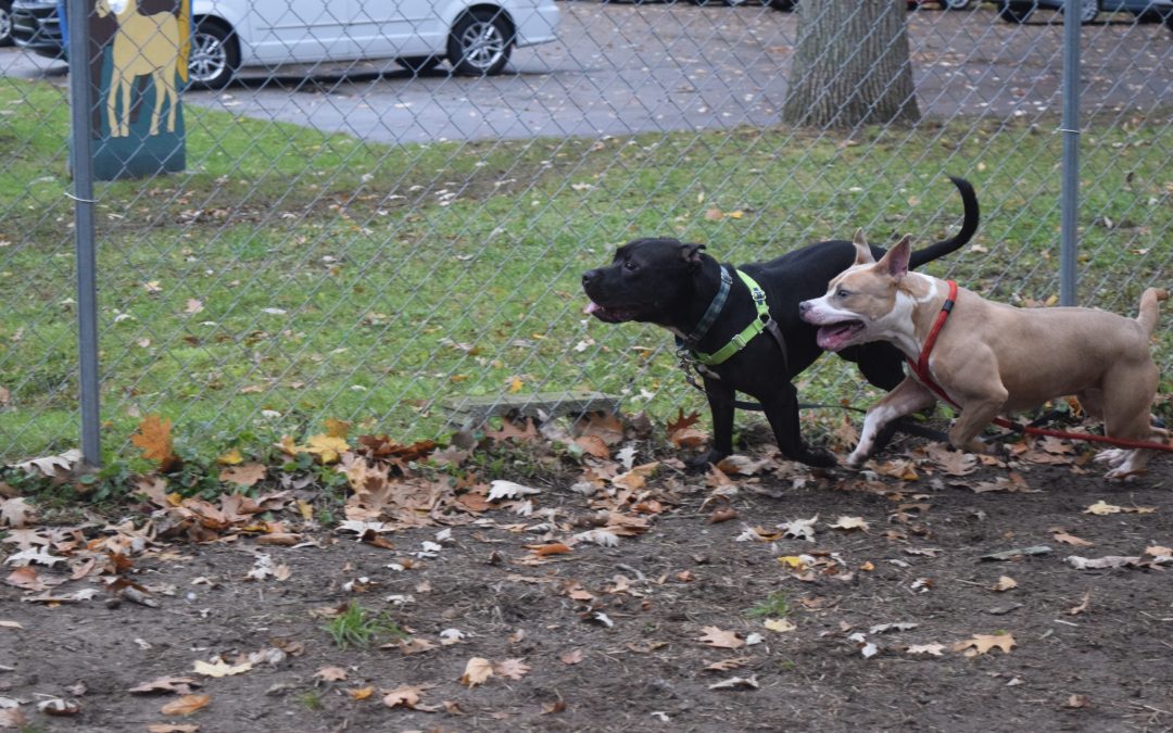 How to Introduce Your Newly Adopted Pet to Your Pets at Home