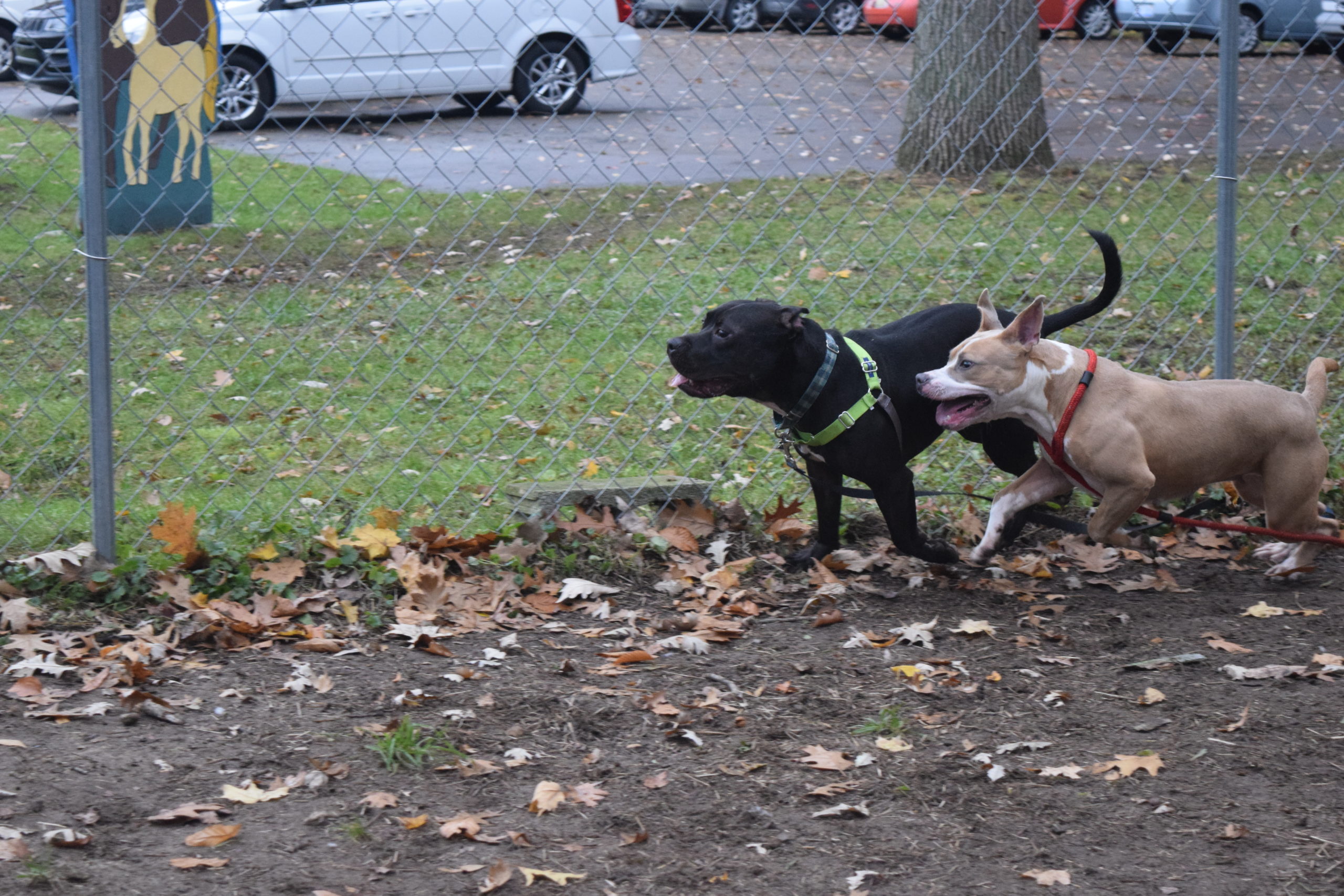 Two dogs from our shelter run together and become friends