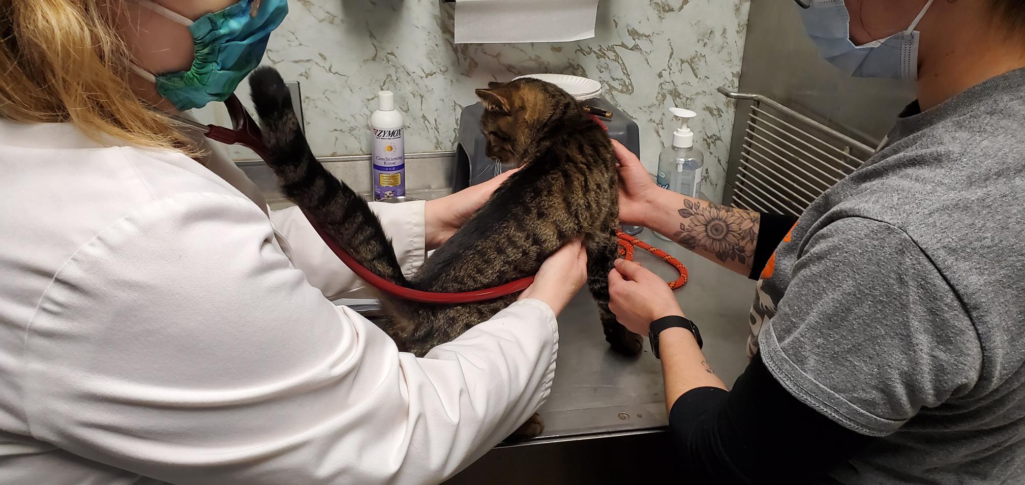 Snickers the cat is getting examined by the vet to make sure he is healthy