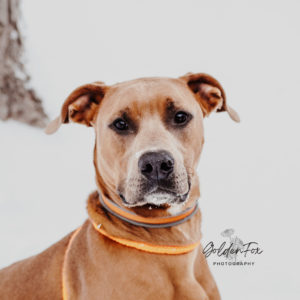 Abraham is a one year old dog looking for a Valentine!